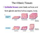 What Are the 4 Basic Tissue Types