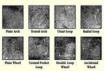 What Are the Seven Basic Fingerprint Patterns?