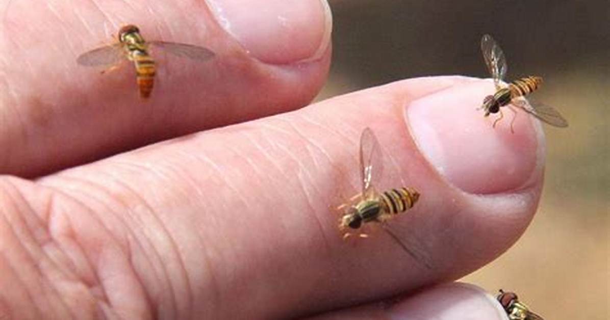 What Are These Tiny Bees