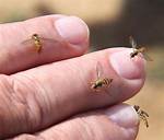 What Are These Tiny Bees