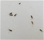 What Are Tiny Bugs That Jump