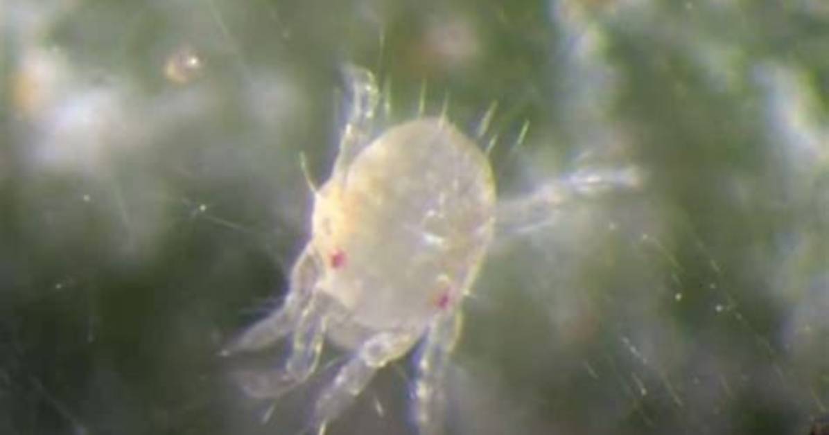 What Are Tiny Clear Bugs