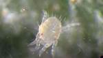 What Are Tiny Clear Bugs