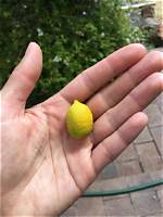 What Are Tiny Lemons Called
