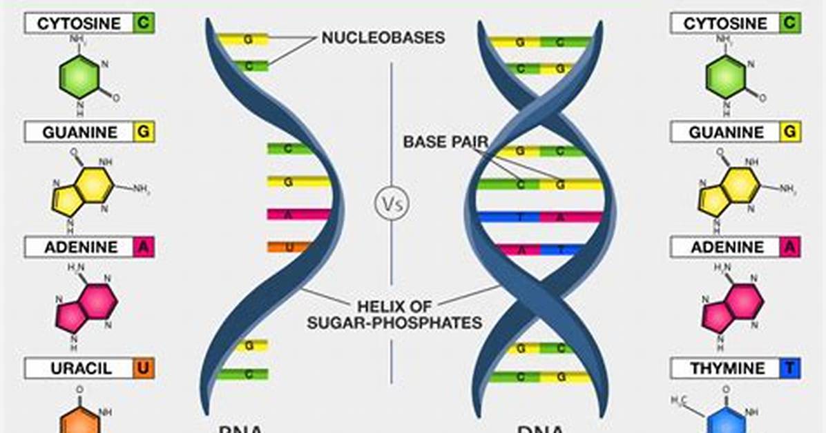 What Are Two Basic Differences Between Dna and Rna?