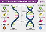 What Are Two Basic Differences Between Dna and Rna?