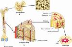 What Are Two Differences Between Cortical Compact and Trabecular Spongy Bone