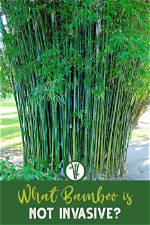 What Bamboo Does Not Spread