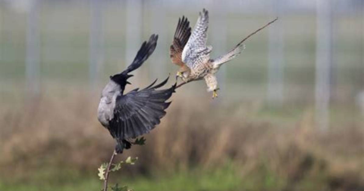 What Birds Attack Crows?