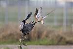 What Birds Attack Crows?