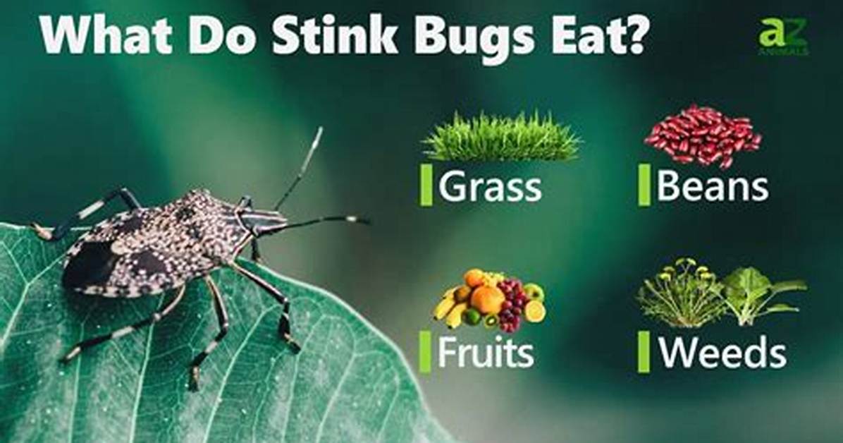 What Bug Eats Stink Bugs
