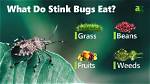 What Bug Eats Stink Bugs