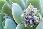 What Bugs Attack Succulents