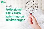 What Bugs Do Exterminators Kill?