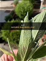What Bugs Does Sage Repel