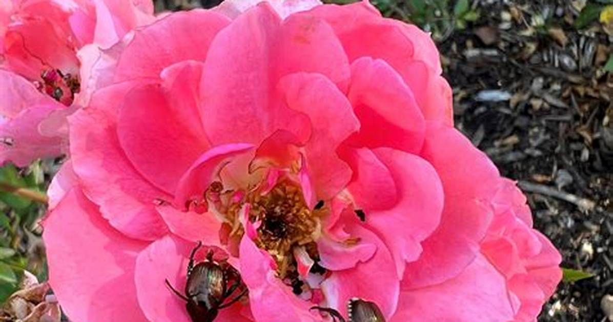 What Bugs Kill Roses