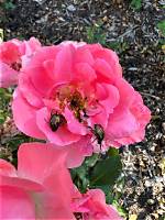 What Bugs Kill Roses