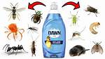 What Bugs Will Dawn Kill