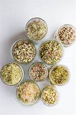 What Can Be Sprouted?