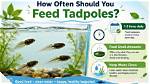 What Can I Feed Froglets?