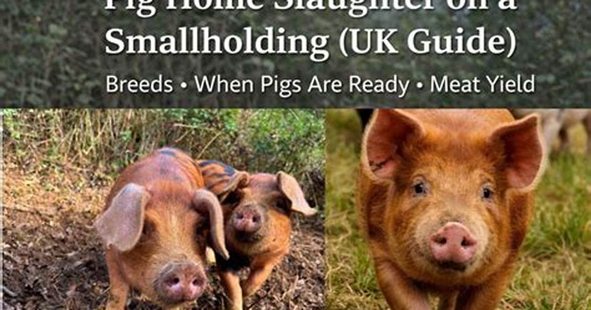 What Can Kill Pigs