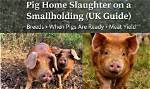 What Can Kill Pigs