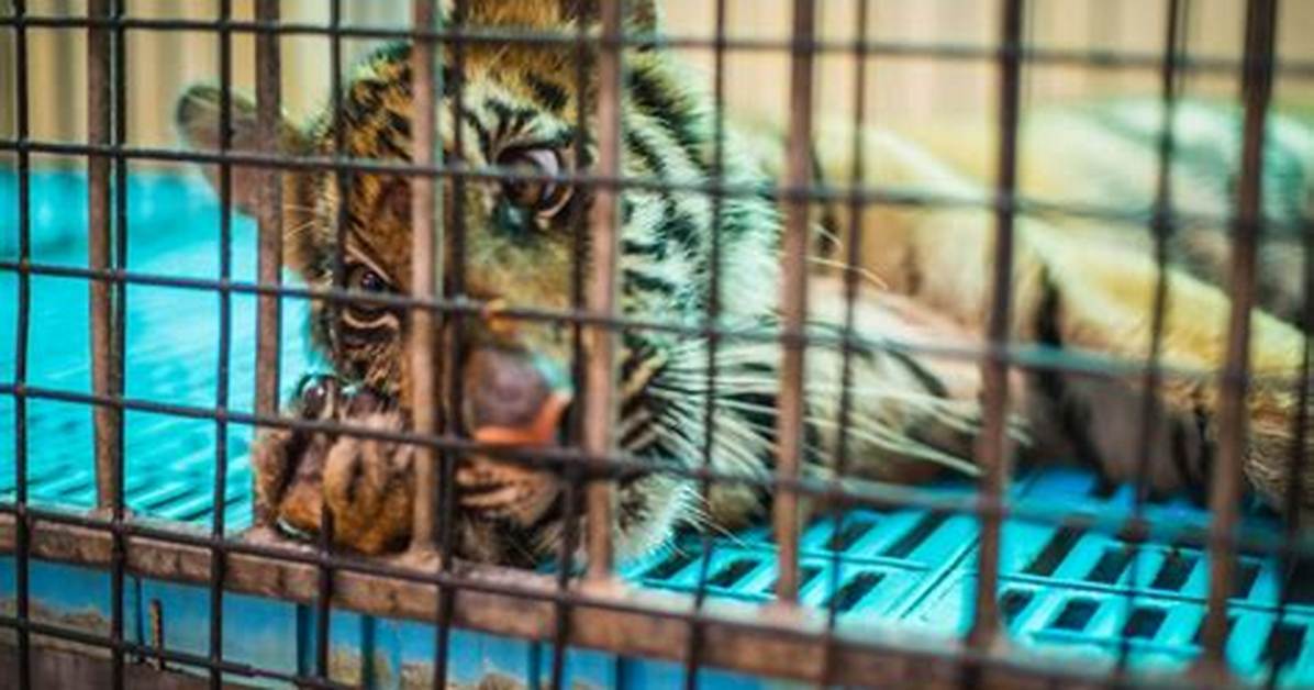 What Captivity Does to Animals?