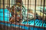 What Captivity Does to Animals?