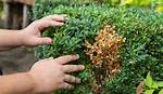What Causes Box Blight