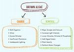 What Causes Brown Algae? | Contextresponse. Com