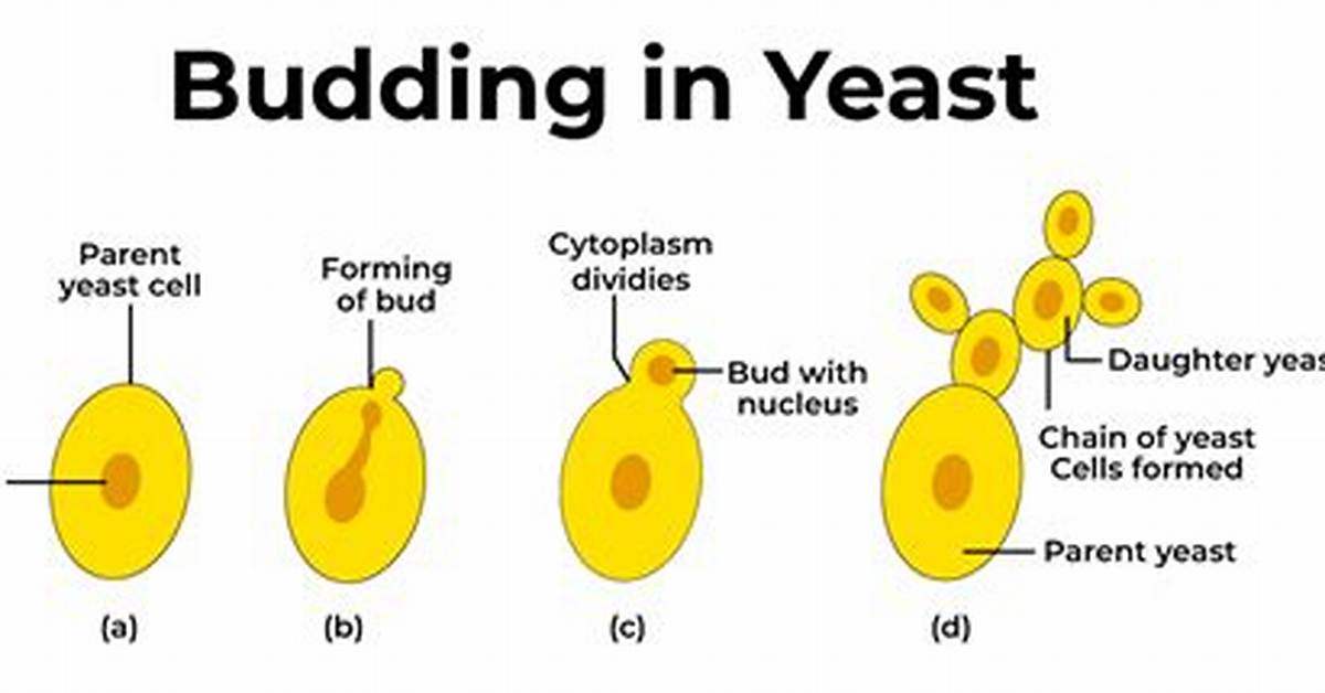 What Causes Budding