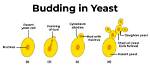 What Causes Budding