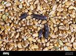 What Causes Ergot
