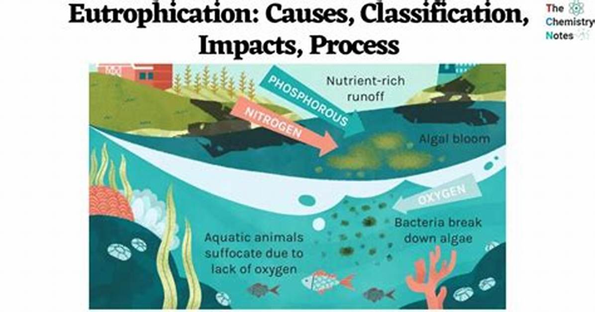 What Causes Eutrophication
