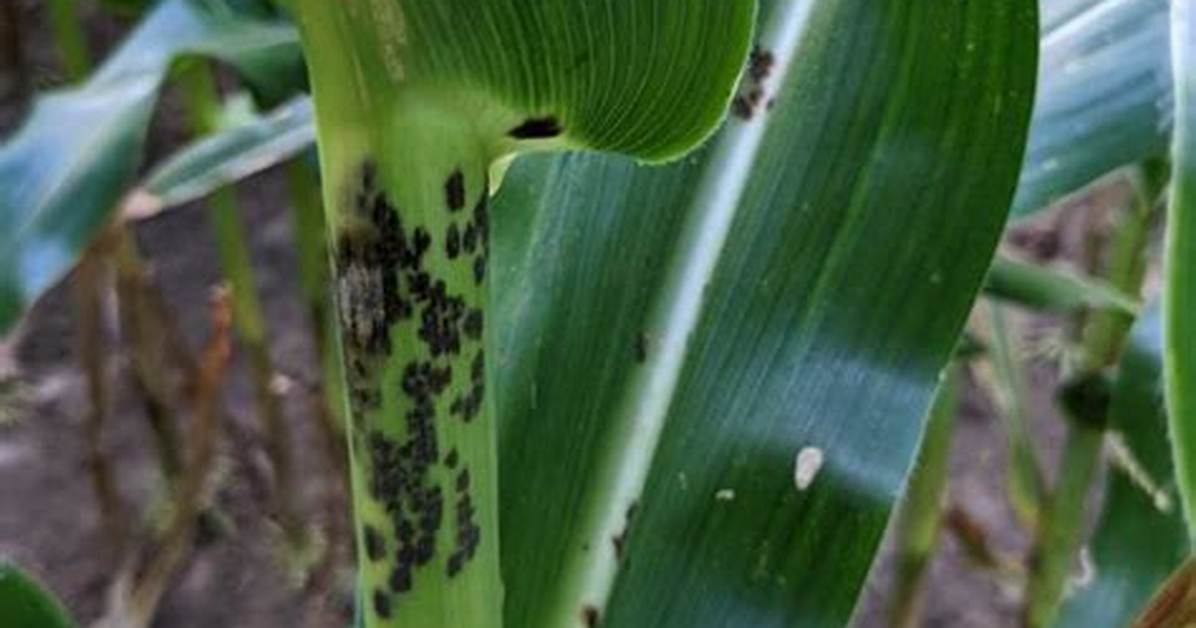 What Causes Physoderma Brown Spot?