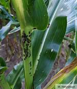 What Causes Physoderma Brown Spot?