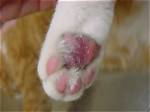 What Causes Pododermatitis in Cats?