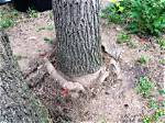 What Causes Root Girdling