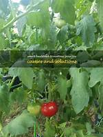 What Causes Small Tomatoes