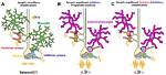 What Causes Synaptic Pruning?