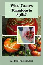 What Causes Tomatoes to Split