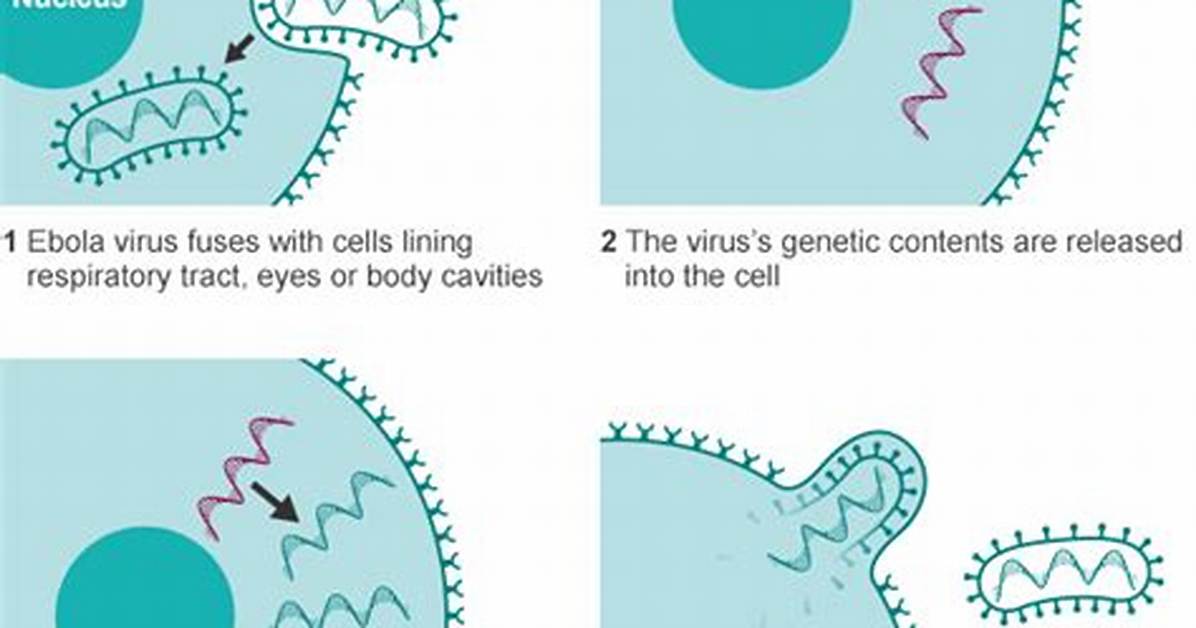 What Cell Does Ebola Attack
