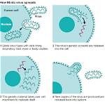 What Cell Does Ebola Attack
