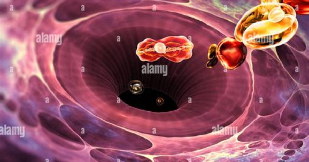 What Cell Eats Bacteria