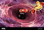 What Cell Eats Bacteria