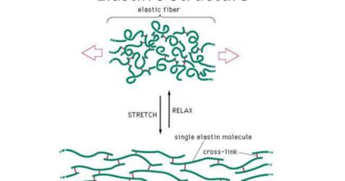 What Cell Makes Elastin