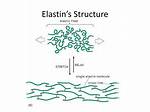 What Cell Makes Elastin
