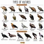What Color Are Vultures