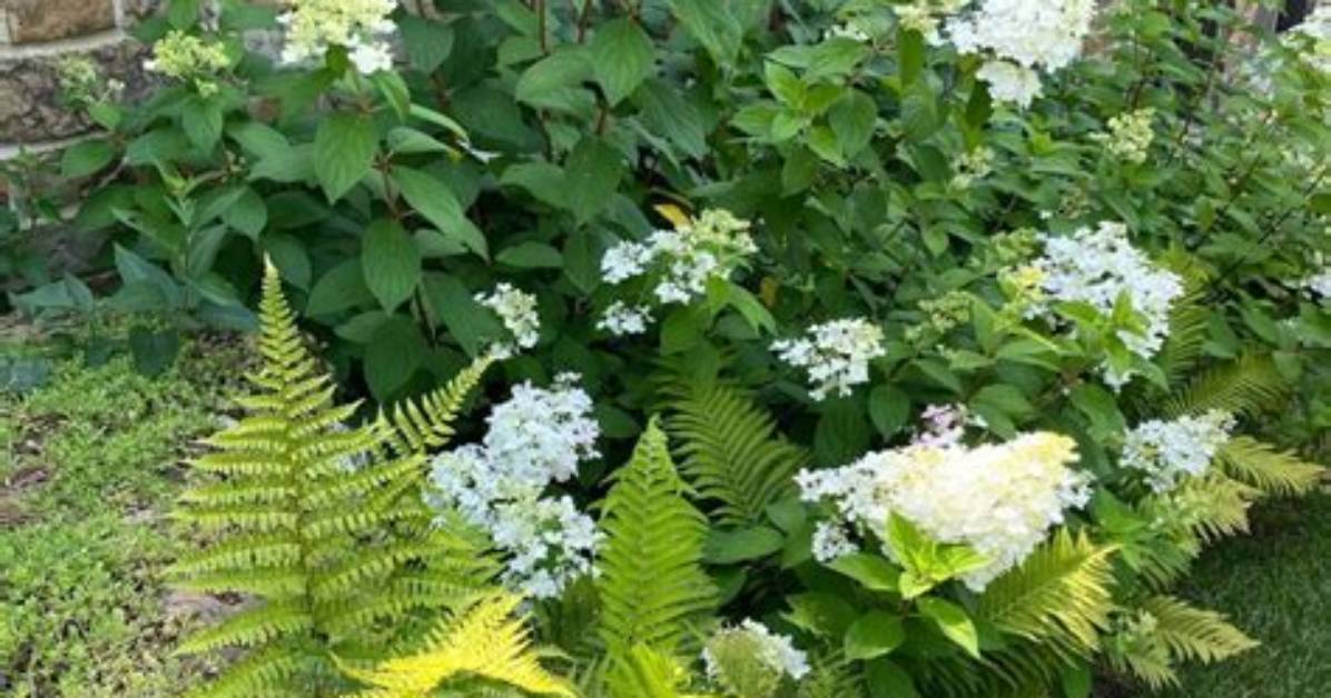 What Compliments Hydrangea
