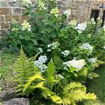 What Compliments Hydrangea